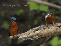 IJsvogels [Alcedinidae]